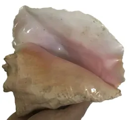 Conch Shell (Caracol) Sample Pack