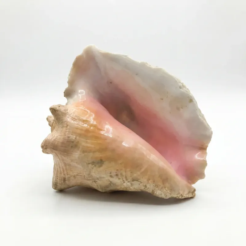 Conch Shell